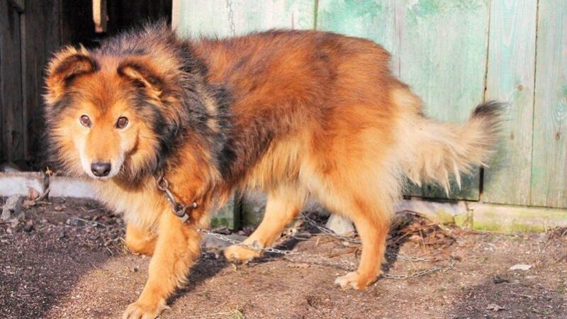 Globotinio pusryčiai: „netyčia“ pamestas Šeltis