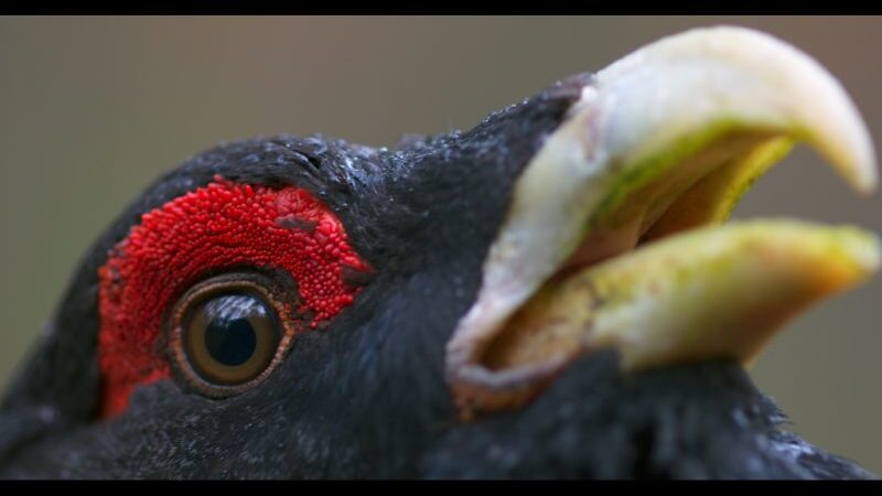 Lietuvos miškuose kurtas filmas „Sengirė“ atrinktas į vieną prestižiškiausių dokumentinių filmų festivalių