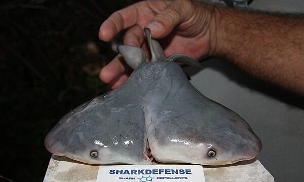 Mokslininkai teigia aptikę pirmąjį dvigalvį jautinį ryklį (foto)