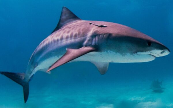 20 neįtikėtinų faktų apie ryklius