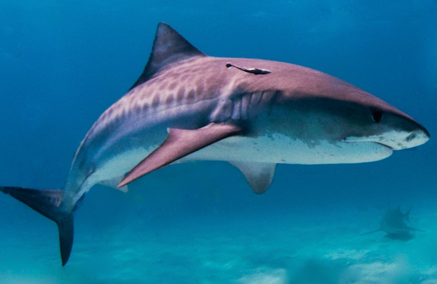 20 neįtikėtinų faktų apie ryklius