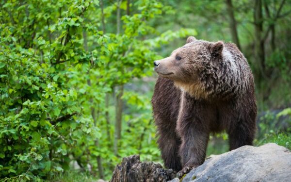 Ornitologei pavyko pamatyti retą svečią – į Lietuvos Raudonąją knygą įrašytą rudąjį lokį