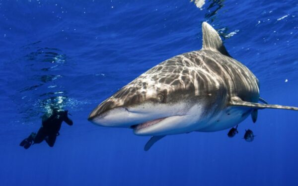 Rykliai: bijoti nereikia. Pasitikėti taip pat