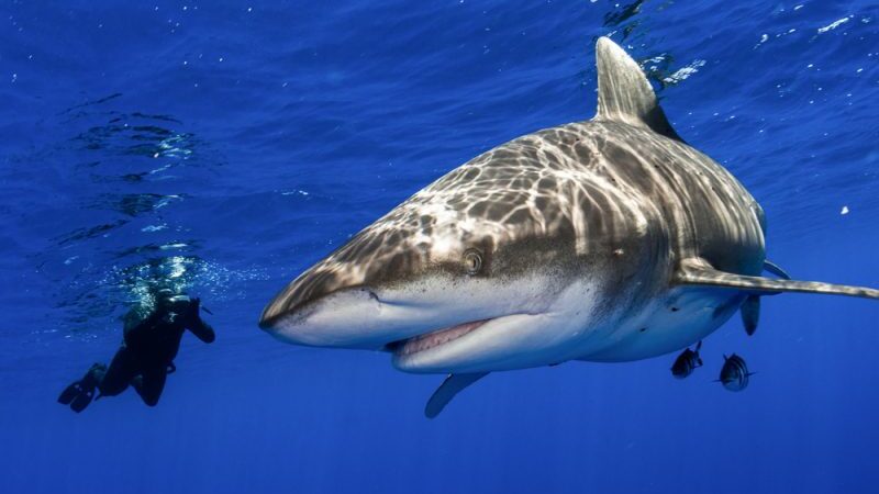 Rykliai: bijoti nereikia. Pasitikėti taip pat