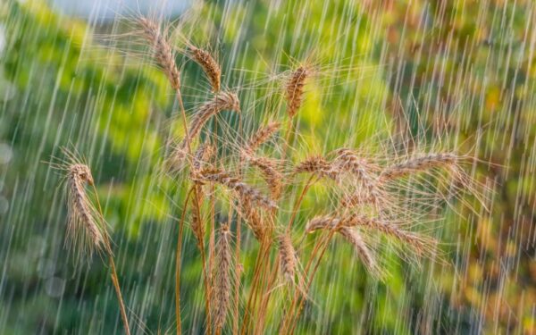 Orai: vasara subjurs