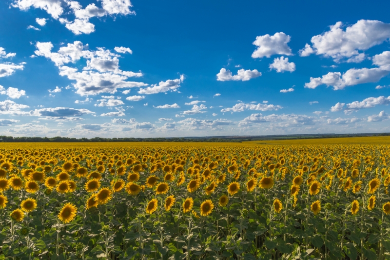 Orai vis šiltės