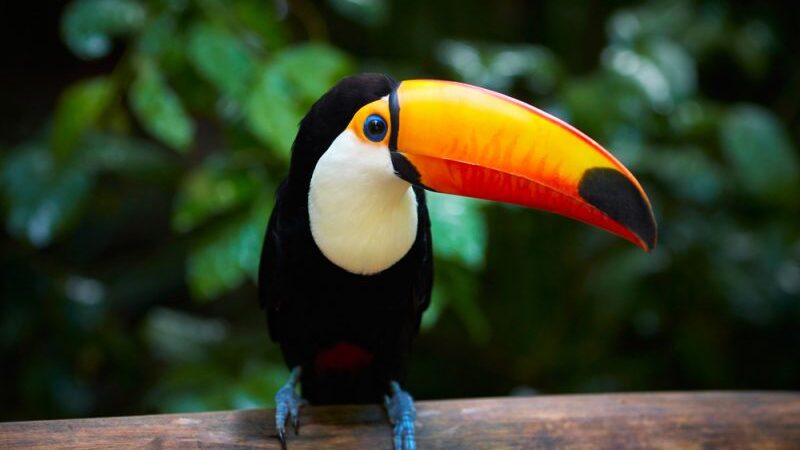 Kauno „Megoje“ – pirmasis Lietuvoje kontaktinis zoologijos sodas