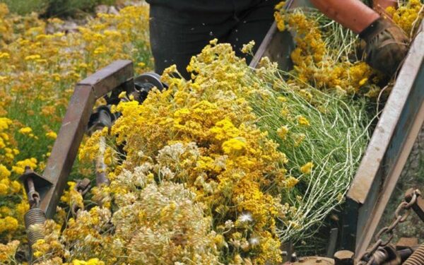 Augalai sveikatai ir grožiui