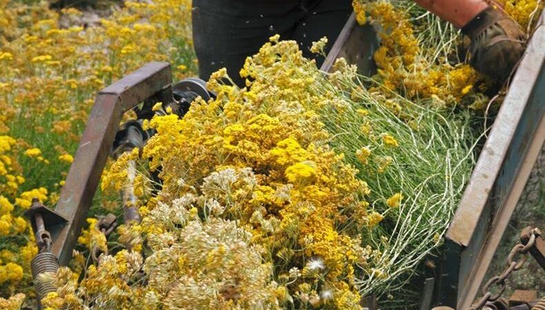 Augalai sveikatai ir grožiui