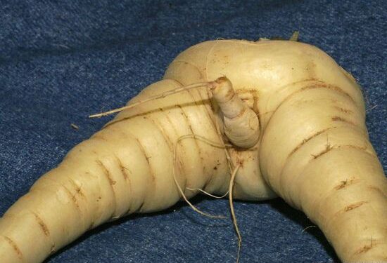 Juokingų formų daržovės: ir mielos, ir nešvankios (foto)