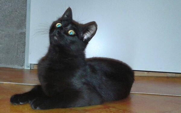 Globotinio pusryčiai: jaunutis katinėlis Smaliukas ieško namų