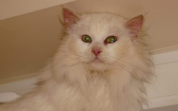 Globotinio pusryčiai: meili Sniega ieško namų