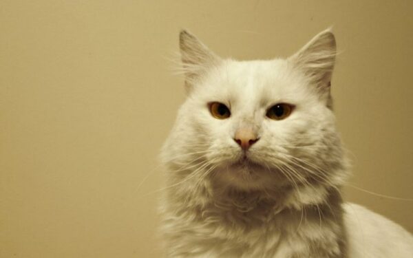 Globotinio pusryčiai: žvarbią dieną šiltų namų ieško Sniegius