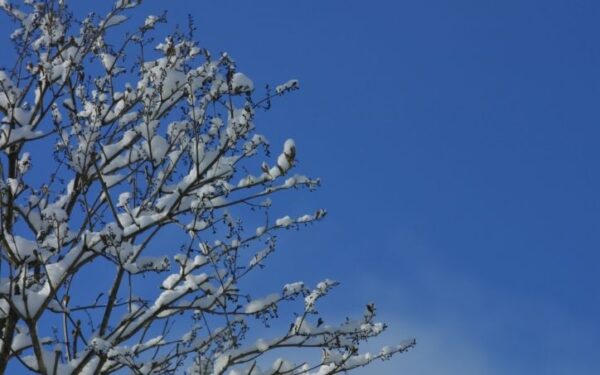 Žiema iš Lietuvos pasitraukti neskuba