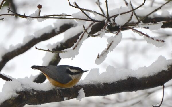 Artimiausių dienų orai