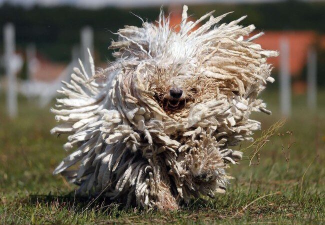 Kas čia?.. Šluota?.. Šuo?.. Šuo! (foto)
