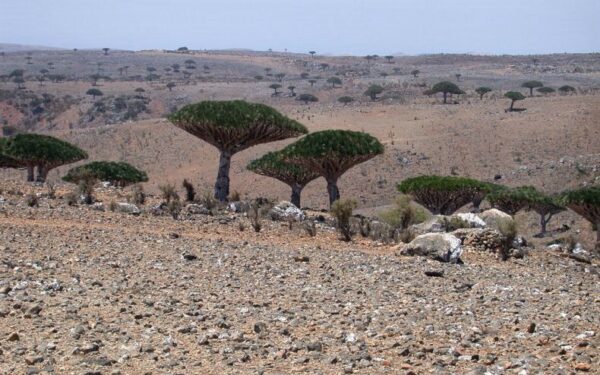 Gamtos stebuklai. Sokotra – keistųjų medžių karalystė