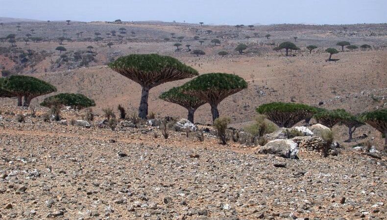 Gamtos stebuklai. Sokotra – keistųjų medžių karalystė