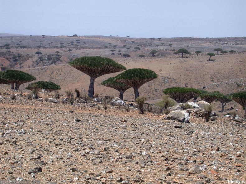 Gamtos stebuklai. Sokotra – keistųjų medžių karalystė