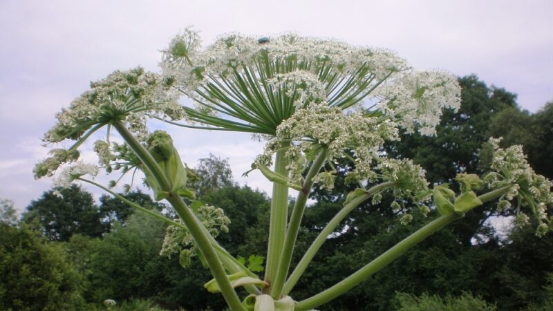 Kauno mieste naikinami Sosnovskio barščiai