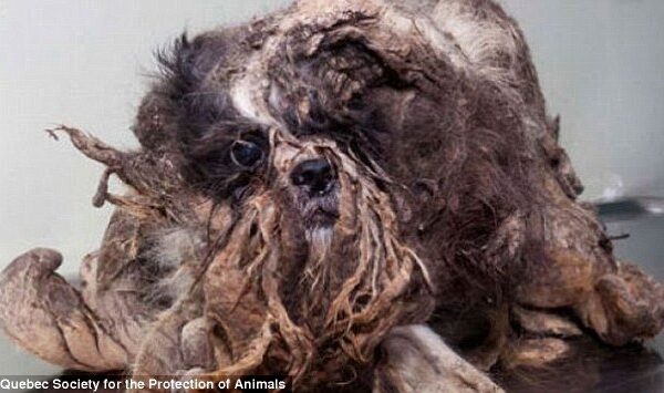 Nelaimėlio spanielio istorija: ar tai šuo? (foto)