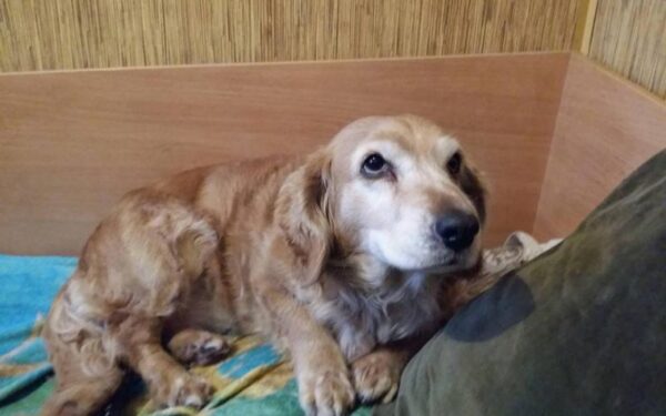 Globotinio pusryčiai: šeimininkams nebereikalinga spanielė