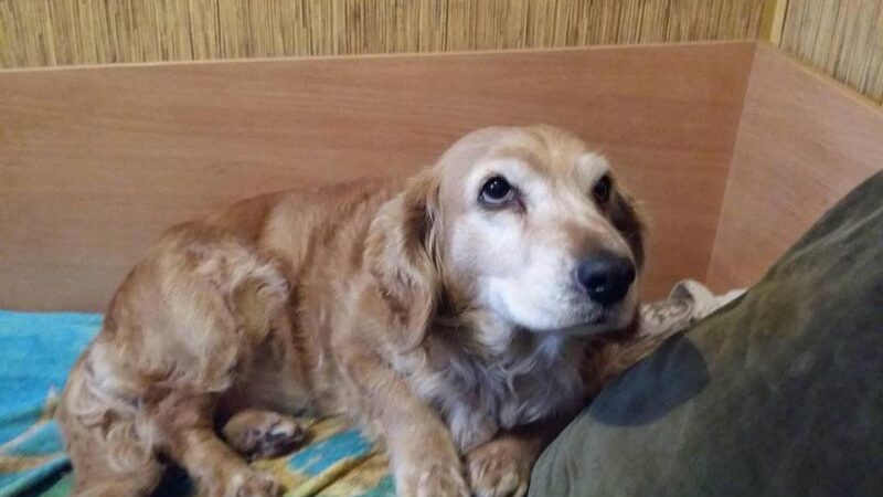 Globotinio pusryčiai: šeimininkams nebereikalinga spanielė