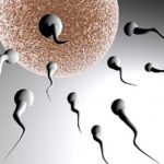 Spermatozoidas – matęs daugiau nei pats vyras (Foto