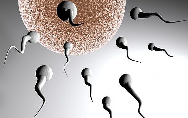 Spermatozoidas – matęs daugiau nei pats vyras (Foto, video)