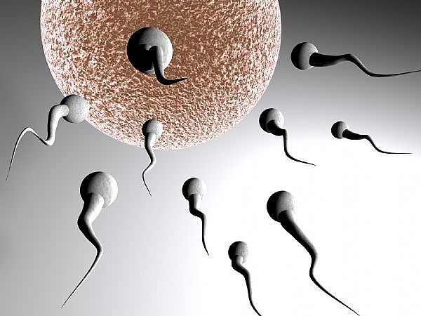 Spermatozoidas – matęs daugiau nei pats vyras (Foto