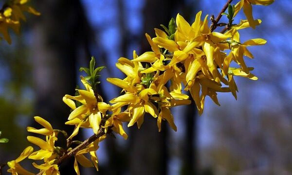 Rami savaitės pradžia, tačiau nerami pabaiga: tokio oro scenarijaus dar nematėme šį pavasarį, sužinokite, kas laukia