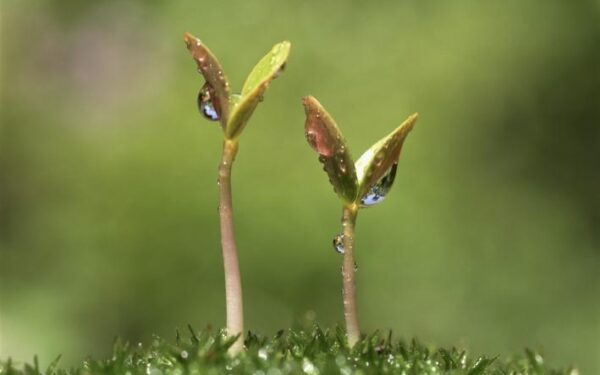 Orai išprotėjo? Lietuvoje – staigūs svyravimai ir nenuspėjamas scenarijus