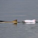 Prie Pietų Amerikos krantų pastebėtas labai retas delfinas albinosas