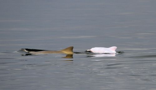 Prie Pietų Amerikos krantų pastebėtas labai retas delfinas albinosas