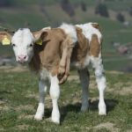 Šveicarijoje gimė šešiakojis veršiukas (Foto)