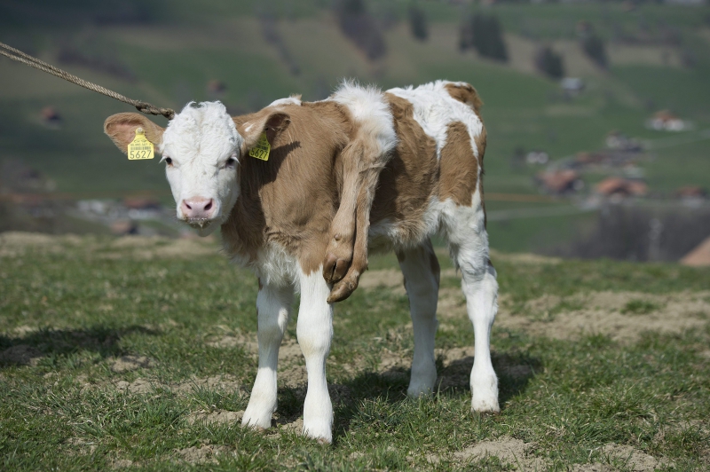 Šveicarijoje gimė šešiakojis veršiukas (Foto)