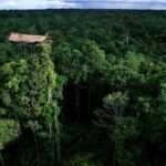 Džiunglėse – medžių nameliai 30 m. aukštyje (Foto)