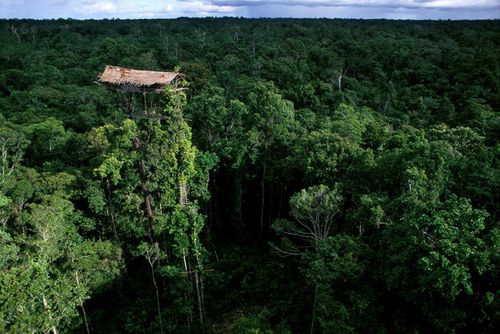 Džiunglėse – medžių nameliai 30 m. aukštyje (Foto)