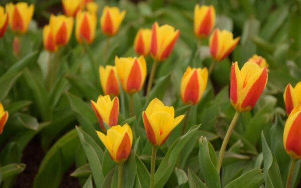 VDU botanikos sode skleidžiasi didžiausia tulpių ekspozicija per pastaruosius du dešimtmečius