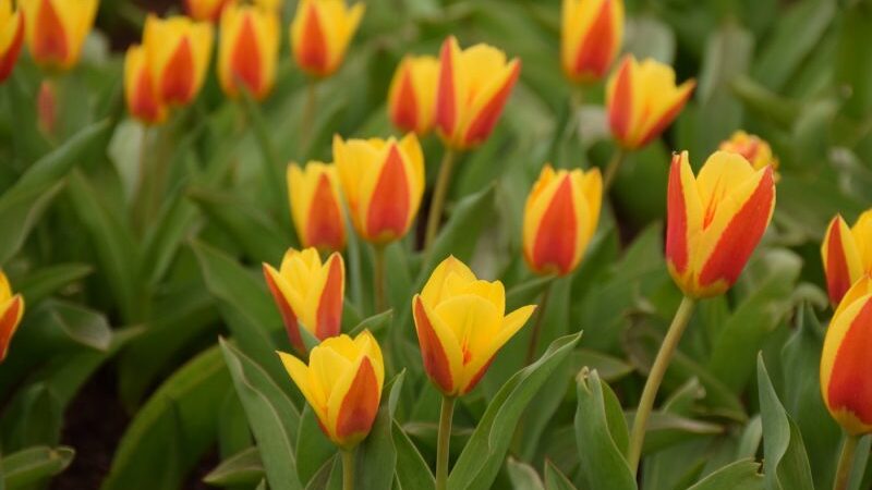 VDU botanikos sode skleidžiasi didžiausia tulpių ekspozicija per pastaruosius du dešimtmečius