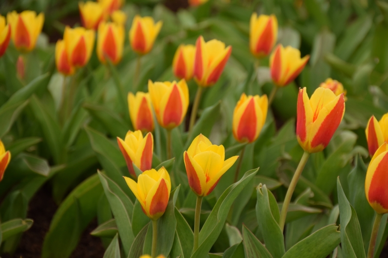 VDU botanikos sode skleidžiasi didžiausia tulpių ekspozicija per pastaruosius du dešimtmečius