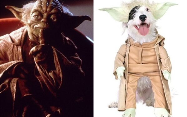 „Žvaigdžių karų“ aukos – ir šuneliai (foto)