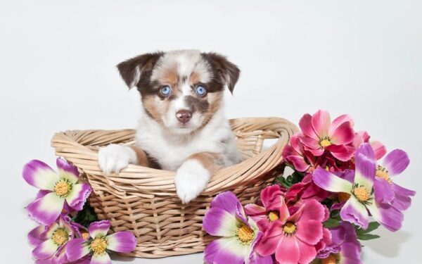 Velykinė mugė beglobių gyvūnų organizacijoms paremti