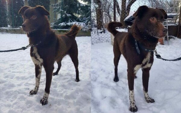 Globotinio pusryčiai: namų ieško jaunutis Kaštonas