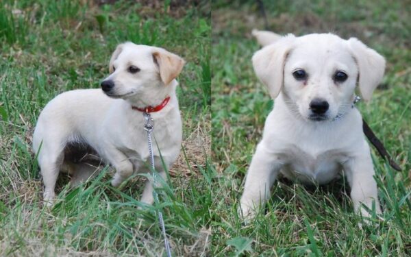 Globotinio pusryčiai. Balta balta kur dairais: Baltutė ir Maja ieško namų (foto)