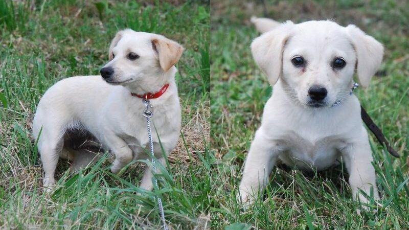 Globotinio pusryčiai. Balta balta kur dairais: Baltutė ir Maja ieško namų (foto)