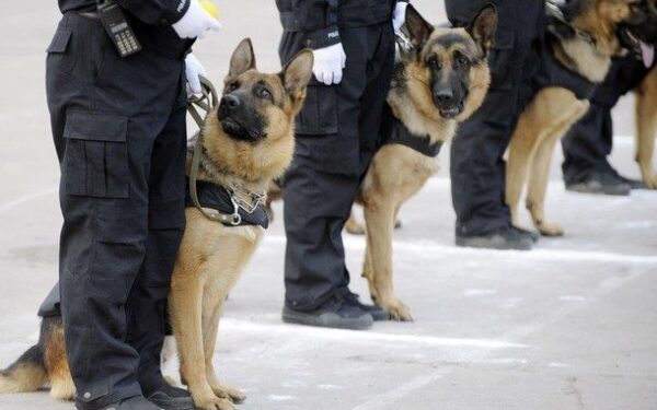 Tarnybinis šuo – ne tik partneris, bet ir draugas