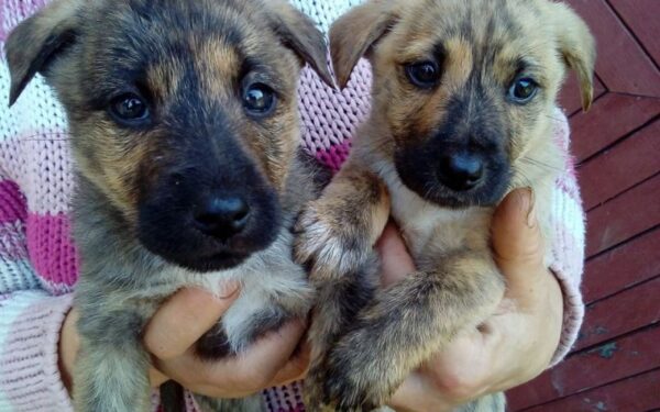 Globotinio pusryčiai: kad mamos istorija nesikartotų…