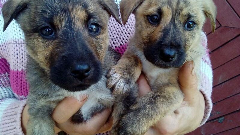 Globotinio pusryčiai: kad mamos istorija nesikartotų…