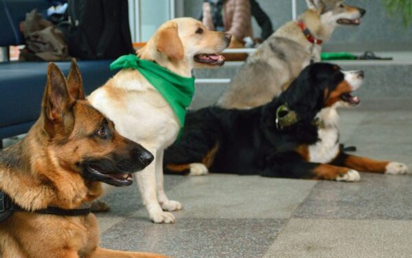 Studentams stresą prieš egzaminus padėjo malšinti šunys